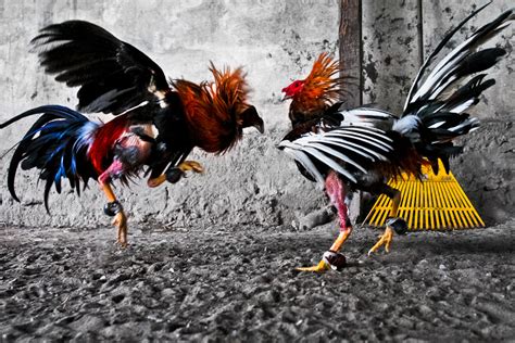 Cockfight .